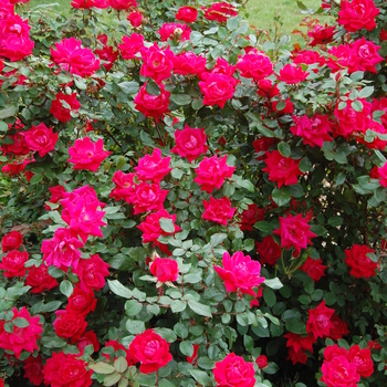 Rosa 'Knock Out' - Knock Out Shrub Rose ®
