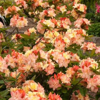 Rhododendron Exbury hybrid 'Cannons Double' - Azalea Exbury Cannons Double