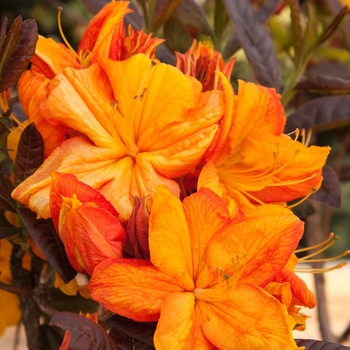 Rhododendron Exbury hybrid 'Klondyke' - Azalea Exbury Klondyke