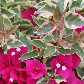 Bougainvillea 'Raspberry Ice' - Raspberry Ice Bougainvillea