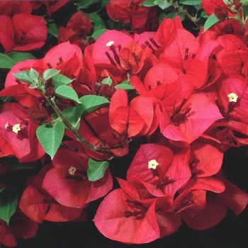 Bougainvillea 'Scarlet O'Hara' - Scarlet O'Hara Bougainvillea