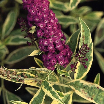 Buddleja davidii 'Harlequin' - Harlequin Butterfly Bush