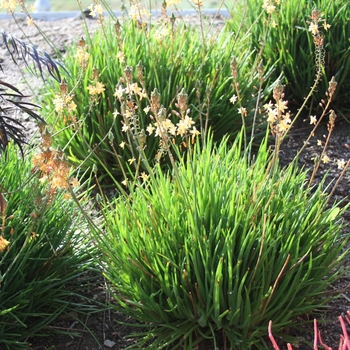 Bulbine frutescens - Succulent Squill