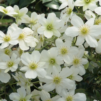 Clematis x cartmanii 'Avalanche' - Avalanche Clematis