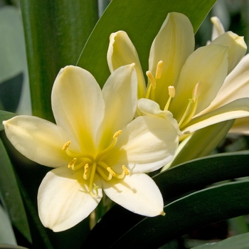Clivia miniata 'Solomone' - Yellow Clivia