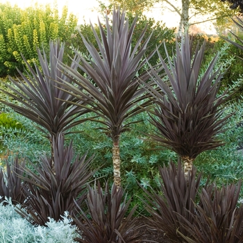 Cordyline baueri - Dragon Tree