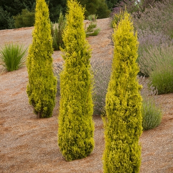 Cupressus sempervirens 'Swane's Golden' - Swane's Golden Cypress