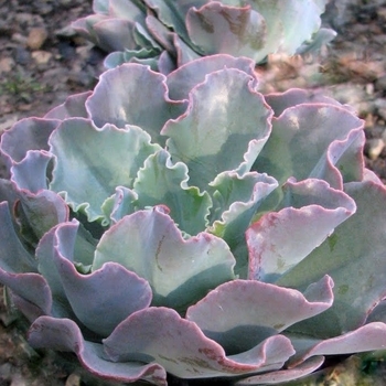 Echeveria 'Ruffles' - Ruffled Echeveria