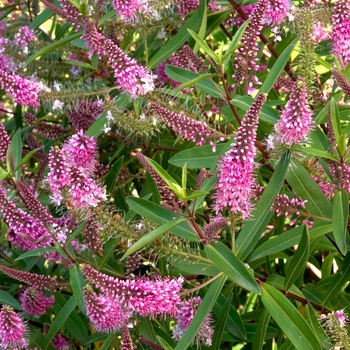 Hebe 'Wiri Blush' - Hebe