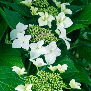 Hydrangea macrophylla 'Princess Lace' - Lacecap Hydrangea