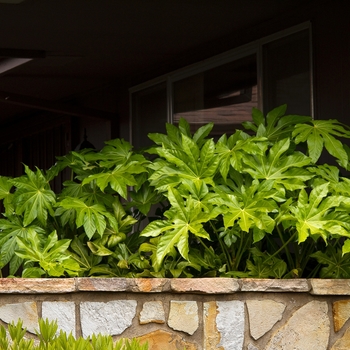 Fatsia japonica - Japanese Aralia