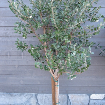 Feijoa sellowiana - Pineapple Guava