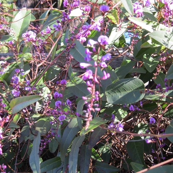 Hardenbergia violacea - Lavender Pea Vine