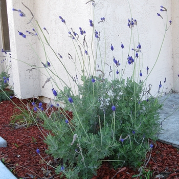 Lavandula pinnata - Pinnata Lavender