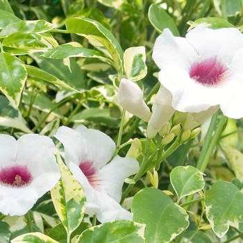Pandorea jasminoides 'Charisma' - Variegated Bower Vine
