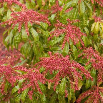 Pieris japonica 'Valley Valentine' - Andromeda