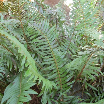 Polystichum munitum - Western Sword Fern