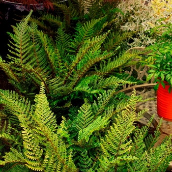 Polystichum polyblepharum - Tassel Fern