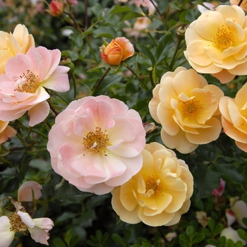 Rosa 'Flower Carpet Amber' - Amber Flower Carpet Rose