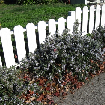 Rosmarinus officinales 'Huntington Carpet' - Huntington Carpet Rosemary