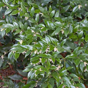 Sarcococca ruscifolia - Sweet Box