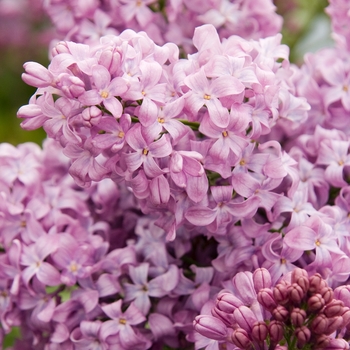 Syringa 'Lavender Lady' - Lavender Lady Lilac
