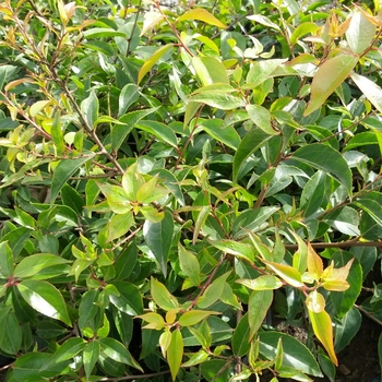 Xylosma congestum - Shiny Xylosma