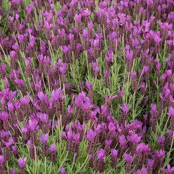 Lavandula stoechas 'Hazel' - Hazel Spanish Lavender
