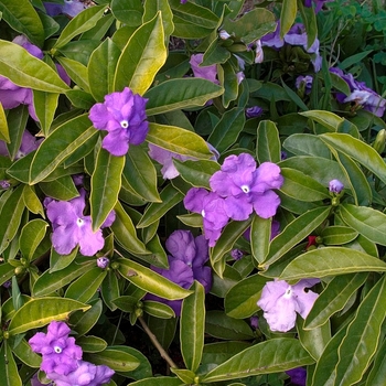 Brunfelsia pauciflora 'Floribunda' - Yesterday Today and Tomorrow