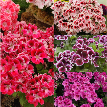 Pelargonium domesticum - Martha Washington Geranium