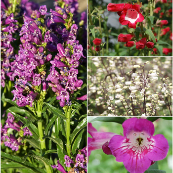 Penstemon Multiple Varieties - Penstemon