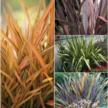 Phormium tenax 'Multiple Varieties' - New Zealand Flax