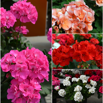 Pelargonium x hortorum - Geranium