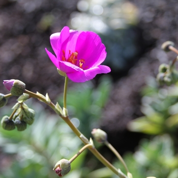 Calandrinia spectabilis - Rock Purslane