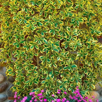 Euonymus japonica Chollipo - Chollipo Euonymus