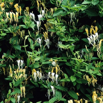 Lonicera japonica 'Halliana' - Hall's Honeysuckle