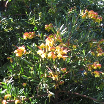 Grevillea alpinia x rosmarinifolia - Grevillea Hybrid