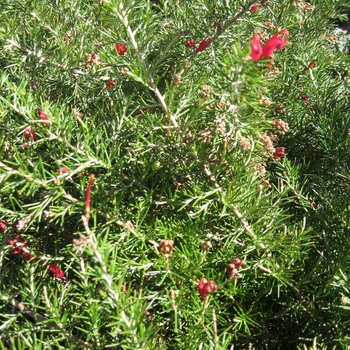 Grevillea rosmarinifolia - Rosemary Grevillea