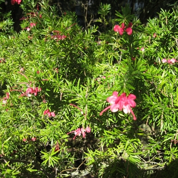 Grevillea 'Pink Pearl' - Pink Grevillea