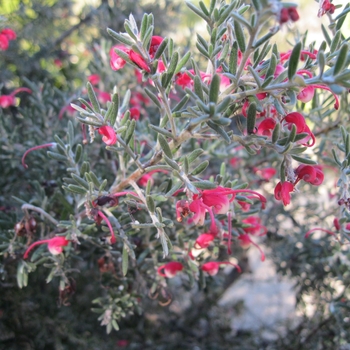 Grevillea lanigera - Woolly Grevillea