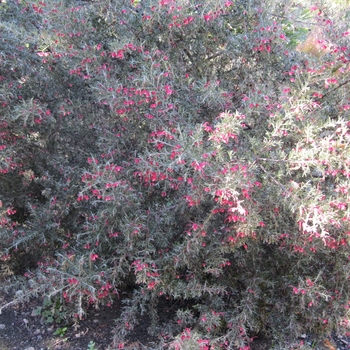 Grevillea lavandulacea 'Penola' - Lavender Grevillea
