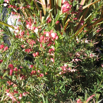 Grevillea rosmarinifolia Dwarf Pink - Dwarf Pink Rosemary Grevillea