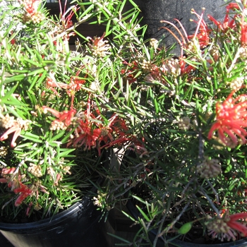 Grevillea juniperina 'Lava Cascade' - Spiny Grevillea