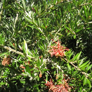 Grevillea 'Constance' - Grevillea