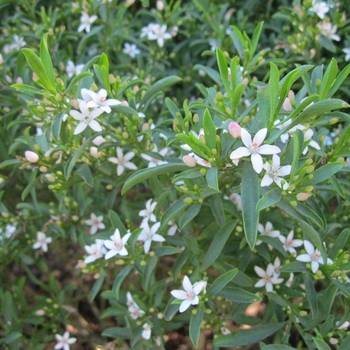 Eriostemon myoporoides 'Profusion' - Philotheca