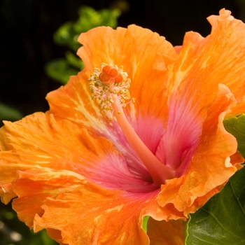 Hibiscus rosa sinensis 'Fiesta' - Fiesta Hibiscus