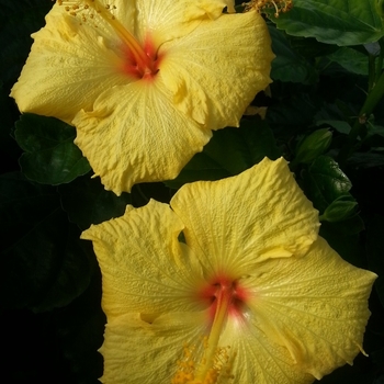 Hibiscus rosa sinensis 'Hula Girl' - Hula Girl Hibiscus