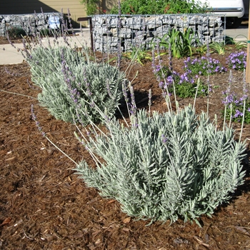 Lavandula 'Goodwin Creek Grey' - Goodwin Creek Lavender