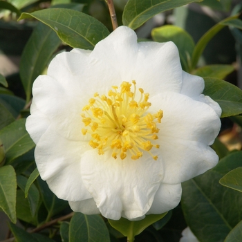 Camellia japonica 'Silver Waves' - Silver Waves Camellia