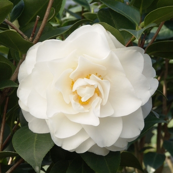 Camellia japonica 'Swan Lake' - Swan Lake Camellia